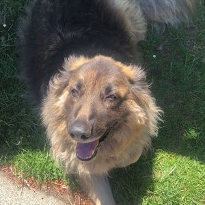 Meet your Posher, Kyara